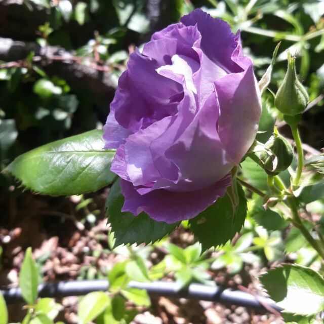 #velvetrose #violet #visittuscany #farmhousedecor #underthetuscansun☀️ #rosebarni @marco_giannini_00